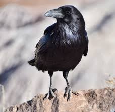 Maybe you would like to learn more about one of these? Birds Capitol Reef National Park U S National Park Service