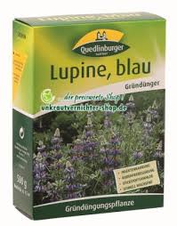 Lupinen pflege gießen düngen standort vermehren überwintern schneiden lupine lupinus wolfsbohne hier kostenlos abonnieren. Lupine Blau Lupinus Angustifolius Grundunger