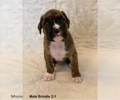 Get a boxer mix, miniature boxer or white boxer dog now! View Ad Boxer Litter Of Puppies For Sale Near Missouri Brookfield Usa Adn 154422