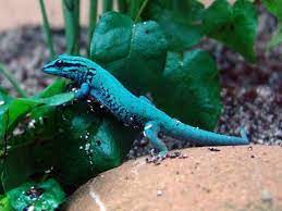 15 Blue Animals In Nature Names Characteristics And Photos Blue Animal Animals Gecko