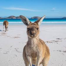 G Day Mate Hope Your Aussie Day Was Bonza Australia Kangaroo Pinterest Aussie Instagood Australiaday Melbourne Animals Australian Animals Cute Animals