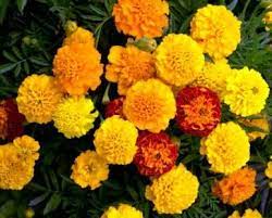 20 Flower Meannings Beginning With M Growing Marigolds Marigold Flower Flower Seeds