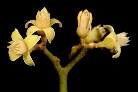 Image result for Lepidotrichilia volkensii