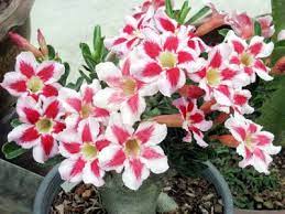 image from http www nakaintermedia com magazine images stories 02 nakaintermedia08c jpg rosa do deserto rosas hortas