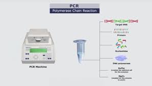 Pcr Animation This Animation Explains The Three Key Steps Involved In The Pcr Process The Three Steps For Dna Technology Dna Sequence Prescott Microbiology