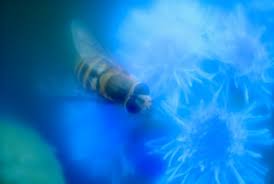 Image result for rayxar