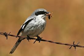 Thankfully we break it all down for you and answer all the questions you have with our. Shrikes Meet The Bird That Impales Prey On Spikes