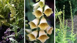 We did not find results for: Yellow Foxglove Digitalis Grandiflora Wisconsin Horticulture