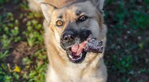 Help My Dog Just Ate A Steak Bone What Should I Do Now