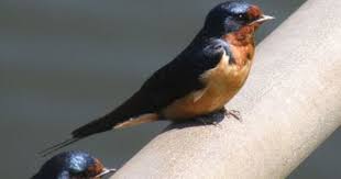 Birds Of Northern Illinois Barn Swallows From Patagonia To Illinois Barn Swallow Swallow Barn