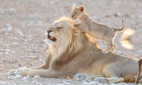 The text mgm/ua family entertainment, with two lines above and below the name, is at the bottom of the cubs. Mischievous Lion Cub Wrestles With Father Jumping On His Back And Swiping At His Face Daily Mail Online