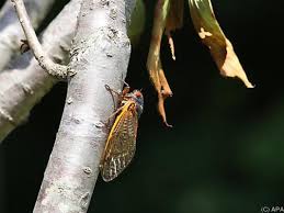 Die ursache für all das zwitschern sei die älteste der natur, sagte hughes. Usa Erwarten Zikadeninvasion Von Biblischem Ausmass Tiere National Vol At