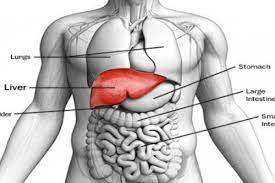 Jumlah orang yang berumur seratus tahun ke atas di dunia diperkirakan berjumlah 1 sekitar 50,000 pada tahun 2003. Berapa Harga Jual Organ Tubuh Manusia Di Pasar Gelap Ini Daftarnya
