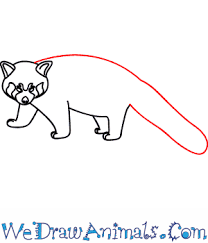 See more ideas about red panda, panda, panda drawing. How To Draw A Red Panda