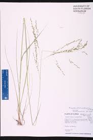 Image result for Eragrostis atrovirens