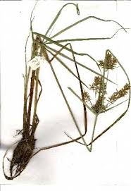 Image result for Cyperus margaritaceus