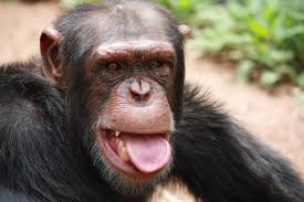 Cozi Everyone S Favorite Chimp At Chimp Eden Chimp Great Ape Orangutan