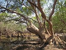 Pokok semarak api atau nama saintifiknya delonix regia tergolong dalam famili leguminosae (fabaceae). Pokok Api Api Jambu Wikipedia Bahasa Melayu Ensiklopedia Bebas