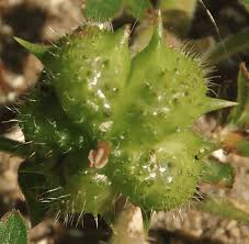 Image result for Dictyophleba lucida