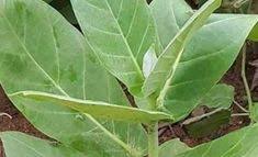 Pour Guerir Completement Hemorroide Interne Agoloo Ads Remedes Naturels Faits Maison Guerir Remedes Naturels