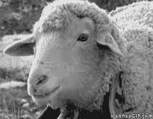 Discover and share the best gifs on tenor. S Pore Minister Laughed At Himself For Saying That Cottons Are From Sheep Goody Feed