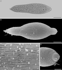 Image result for Lankesteria