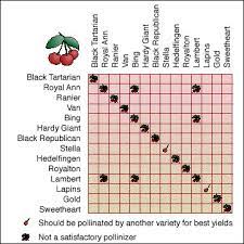 Hale), nectarine, apricot, grape, brambles, strawberry, sour cherry, currant, gooseberry, and jostaberry do not require cross pollination but do require bee activity for the best. Pollinating Fruit Crops Mu Extension