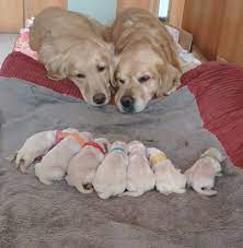 Favorite this post jul 12 ***rehoming husky puppies***. Millions Have Fallen In Love With Footage Of Golden Retrievers Admiring Their Newborn Puppies