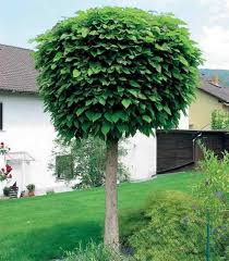 Kugelbaume Fur Den Vorgarten Vorgarten Kugel Trompetenbaum Garten