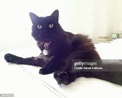 11 Kitty Calhoun Stock Photos, High-Res Pictures, and Images