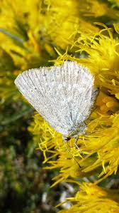 Image result for Satyrium macrophyllum