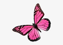 Pink Butterfly Png Free Transparent Png Download Pngkey Butterfly icon, watercolor butterfly, blue and purple butterflies illustration, watercolor painting, blue png. pink butterfly png free transparent