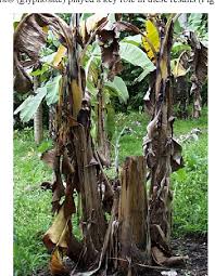 Bbtv is the most serious virus disease of bananas and plantains. Pdf Banana Bunchy Top Virus Semantic Scholar