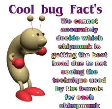 Which chipmunk is getting the best head. Which Chipmunk Getting The Best Head Coolbugfacts