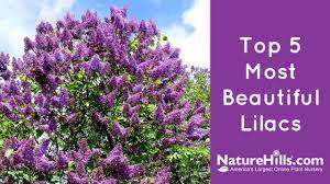 There are several different types of lilac bushes, out of the flowers of early lilac are usually white or pale purple in color and they are borne in loose terminal panicles. Top 5 Most Beautiful Lilacs Naturehills Com Youtube