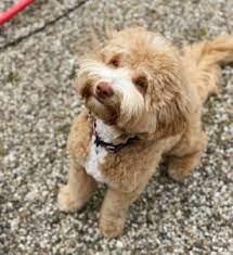 Cavalier x toy poodle dogs puppies brisbane city gumtree. Australian Labradoodle Guide 2021 All You Need To Know We Love Doodles