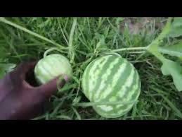 How to grow watermelons from seed. Pruning Watermelon Vines Update Youtube