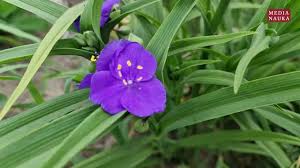 Image result for Cyanotis namuliensis