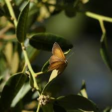 Image result for Tridactyle virgula