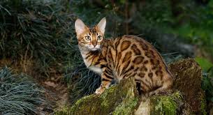 These guys sure do put the exotic in exotic house cats.pic.twitter.com/p2d3i7qty3. Cats That Look Like Leopards Domestic Breeds That Look Like Big Cats