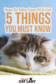 How To Take Care Of A Cat The 5 Things You Must Know Cats Cat Facts Cat Care Tips