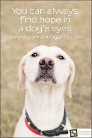 As Dogs Would Say Dog Quote 10 Pawsh Magazine Studio Dog Quotes Dog Eyes Dogs