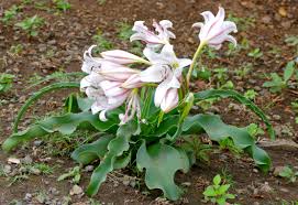 Image result for Crinum macowanii