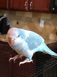 Maxi parrots was established in 2015. The Quaker Parakeet Arizona Parrot S Cove Breeder Of Conure Quaker Eclectus