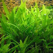 Image result for Hygrophila uliginosa