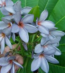North Queensland Blue Plumeria Tree Plumeria Flowers Frangipani