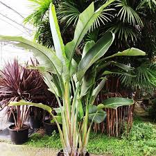 White Bird Of Paradise Palm Tree White Bird Of Paradise Strelitzia Augusta Indoor Plant From The Palm Centre Plants Indoor Plants Birds Of Paradise