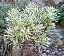 Daphne x burkwoodii 'briggs moonlight'. Breathing Space Yard Map And Plant Table