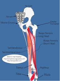 The biceps femoris is one of the large muscles in the posterior compartment of the thigh and a component of the hamstrings. Hamstring Anatomy For Yoga