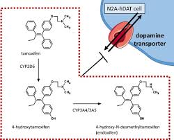 Image result for Selective Estrogen Receptor Modulator